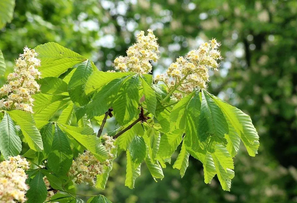 Horse-Chestnut-May-Flower-Chestnut-Flowering-Leaf-3374068.jpg