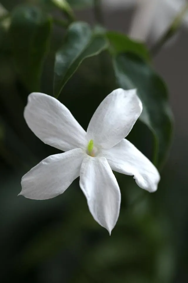 Jasminum_officinale.JPG