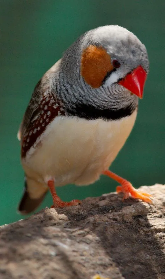 Taeniopygia_guttata_-_front_view_-_dundee_wildlife_park.jpg