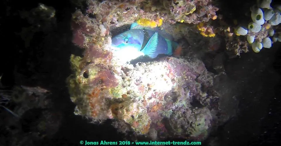 night-dive-maldives-jonas-ahrens_02.jpg