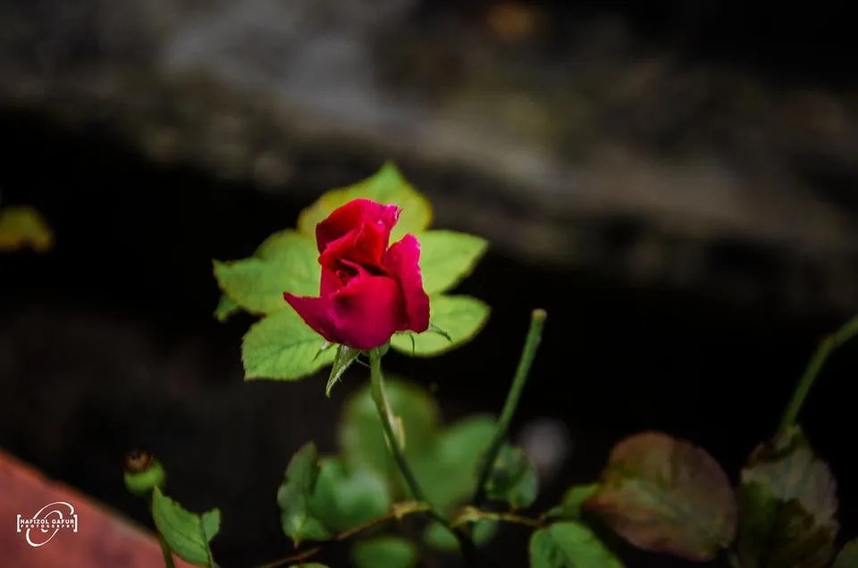 Pink-Rose.jpg