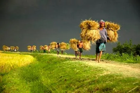 banglaharvest.jpg