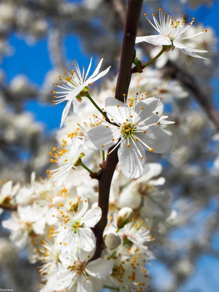 alycha plum flower 2.jpg
