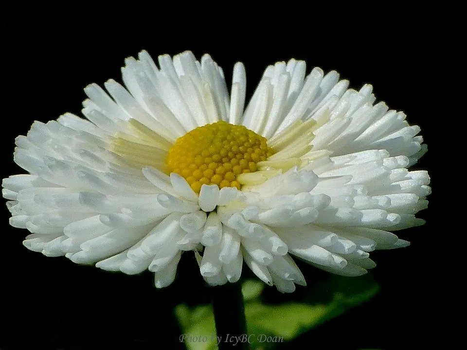 White English Daisy.JPG