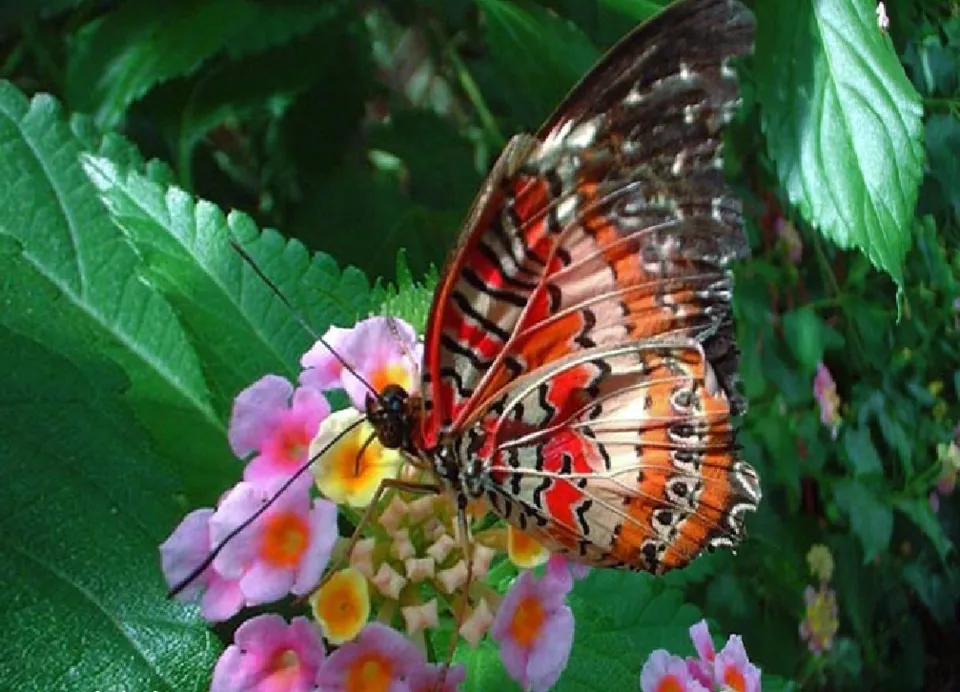 butterfly (1).png