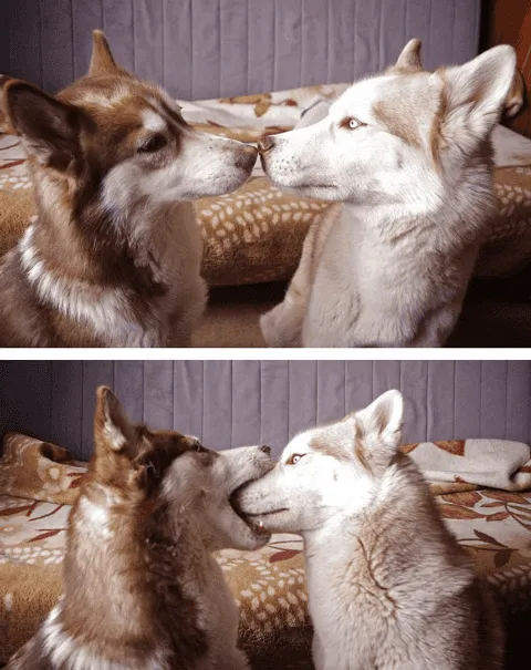 Human couples usually express their love to each other by embracing and kissing..png