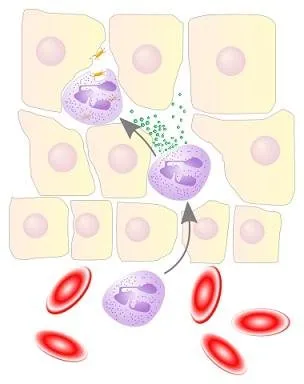 380px-NeutrophilerAktion.jpg