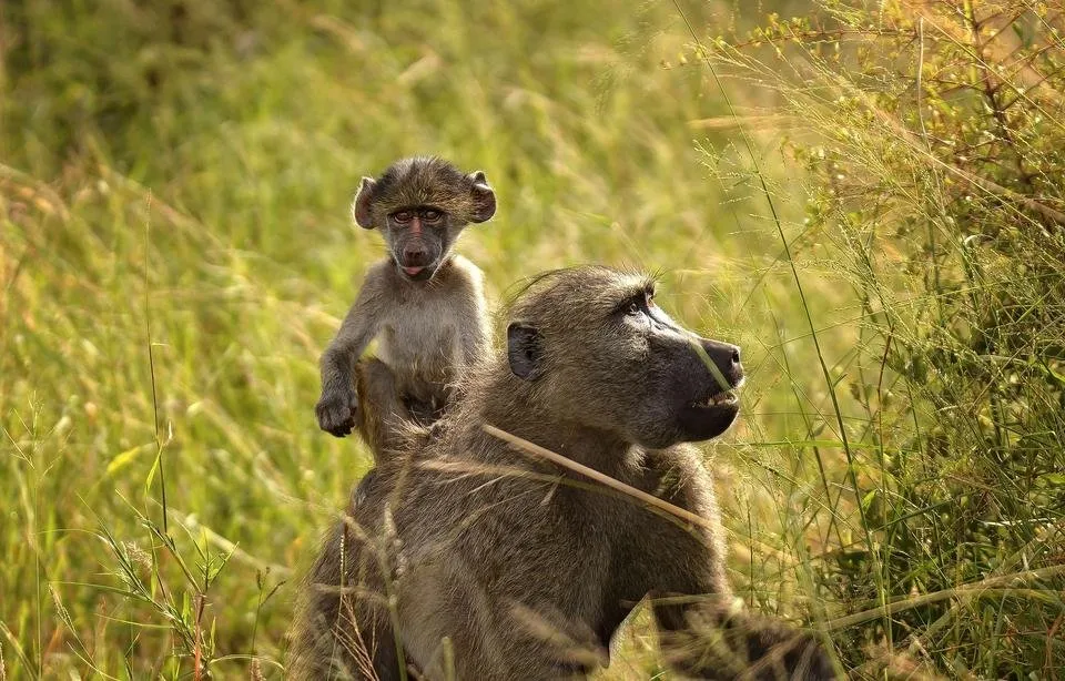 baboon-2798928_1920.jpg
