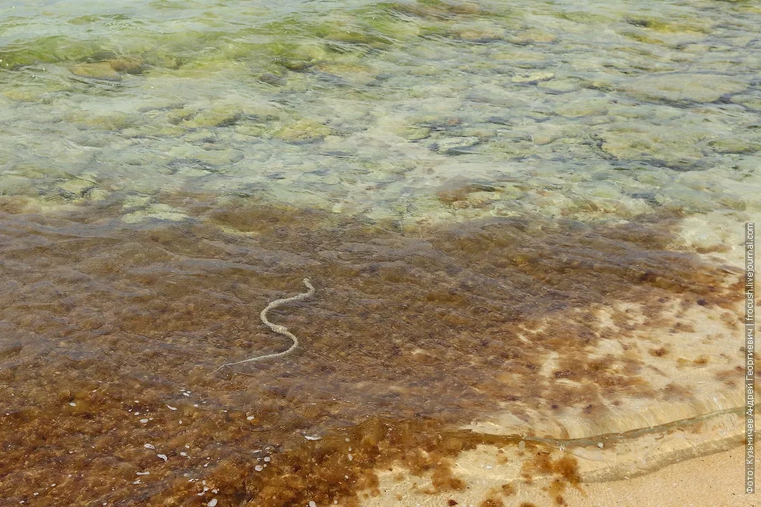 змея водянка Каспийское море Мангышлак
