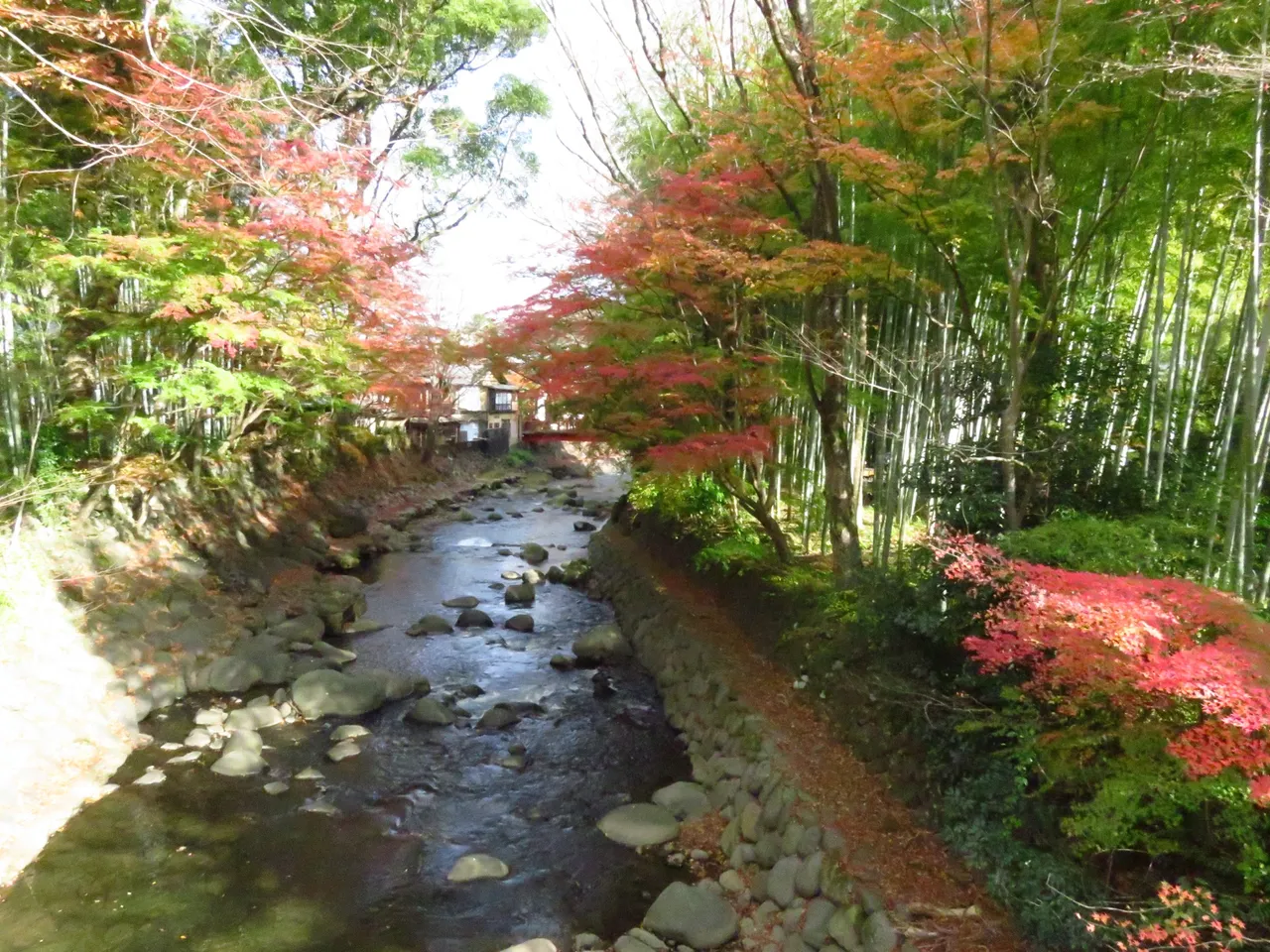 The river near the bamboo grove