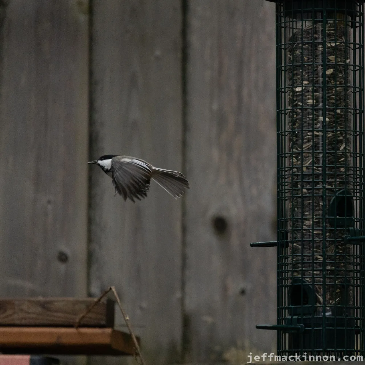 Really Fast Chickadee