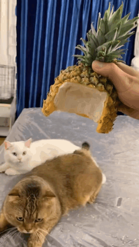 untitled.gif