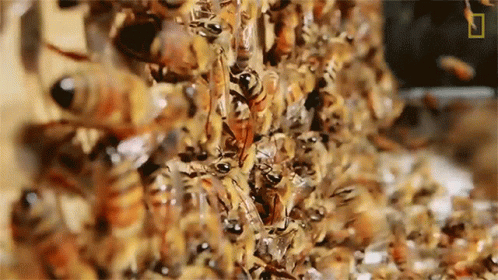untitled.gif