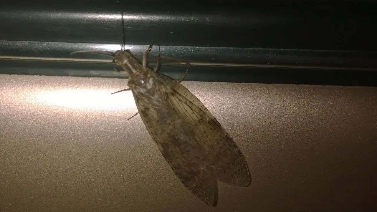 Dobsonfly