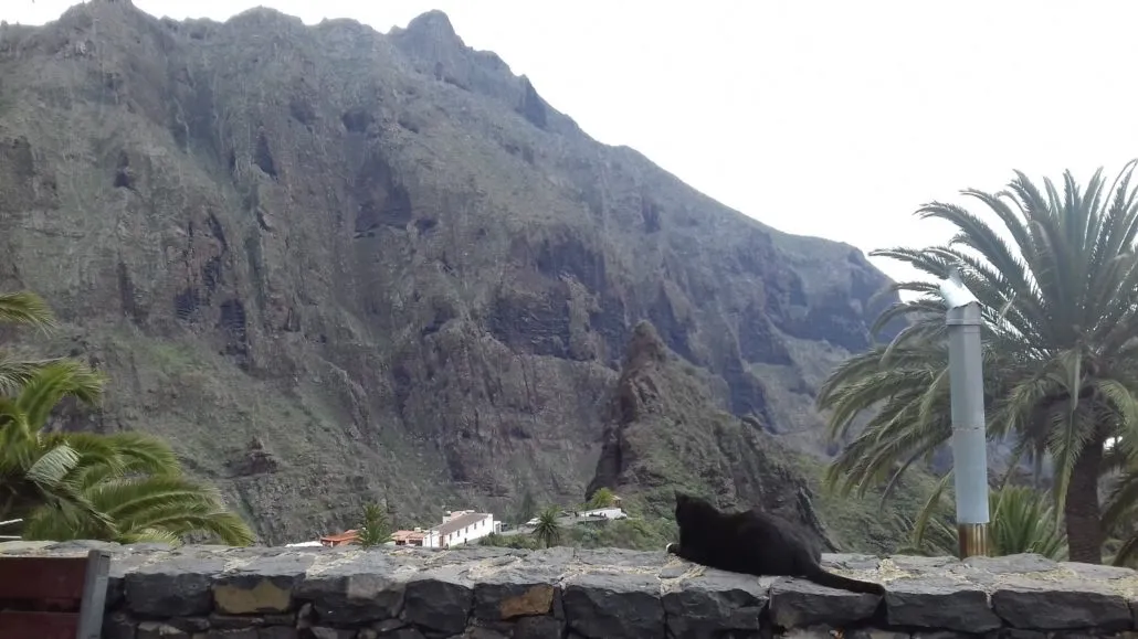 A cat contemplates existence as it looks out over a ravine in Masca