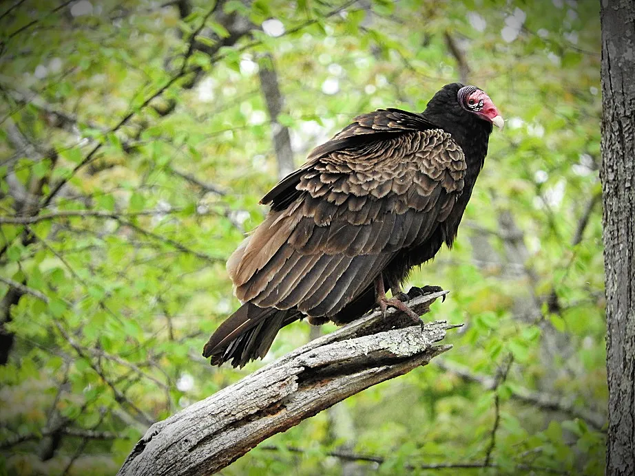 In memory of a tree branch Turkey Vulture
