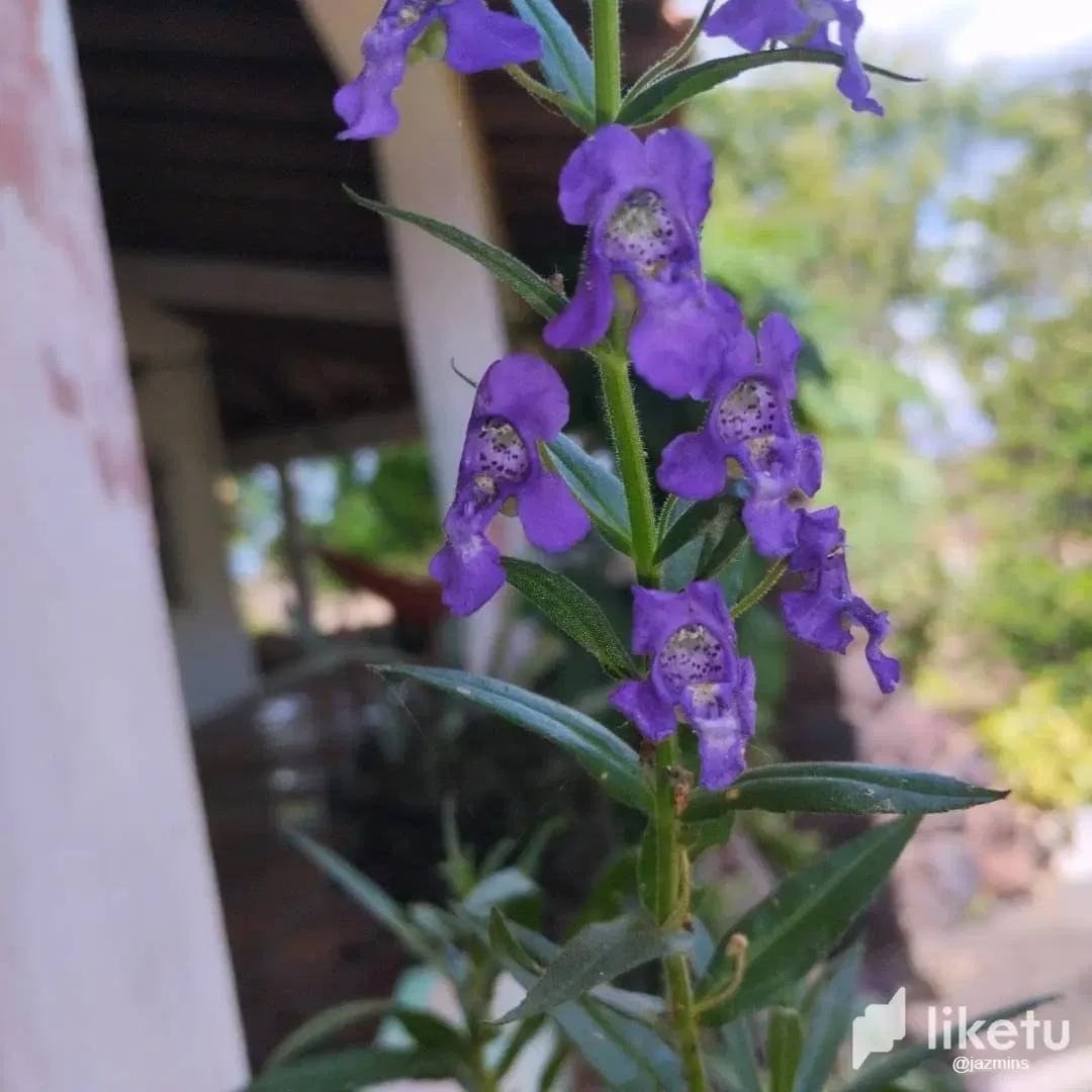 T3ZWWJdknjBwpjnY_WhatsApp_Image_2024-12-23_at_10.20.47_AM_1.webp
