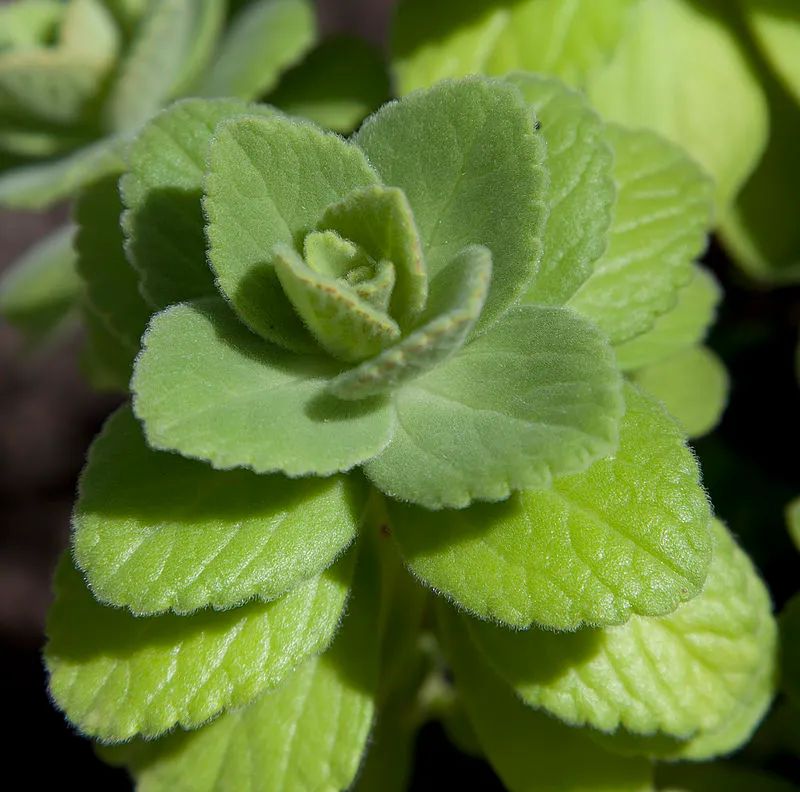 800px-Plectranthus,_Jardín_Botánico,_Múnich,_Alemania_2012-04-21,_DD_01.JPG