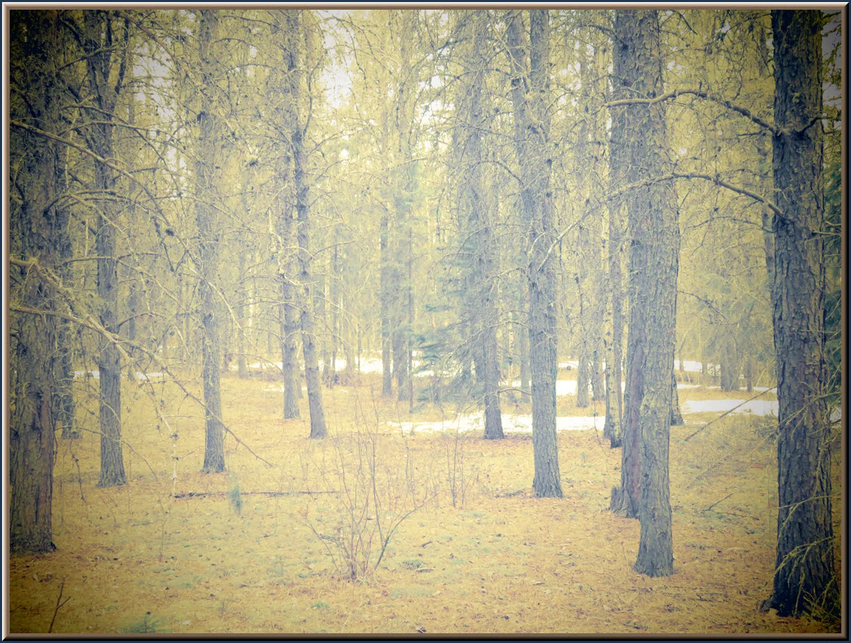 looking into pine meadow with last patchs of snow with a yellow golden filter focused on it.JPG