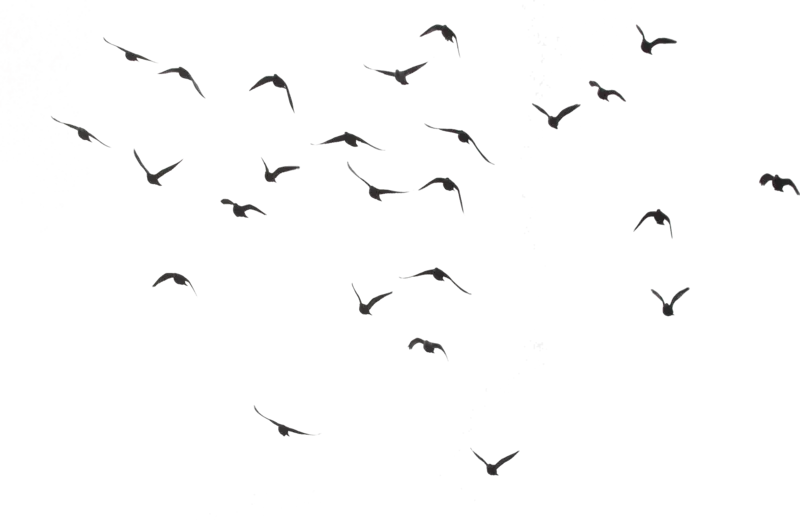 https://purepng.com/photo/1200/animals-black-swarm-of-bird-flying