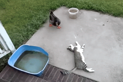 https://i.redd.it/myfxxn67rxwz.gif