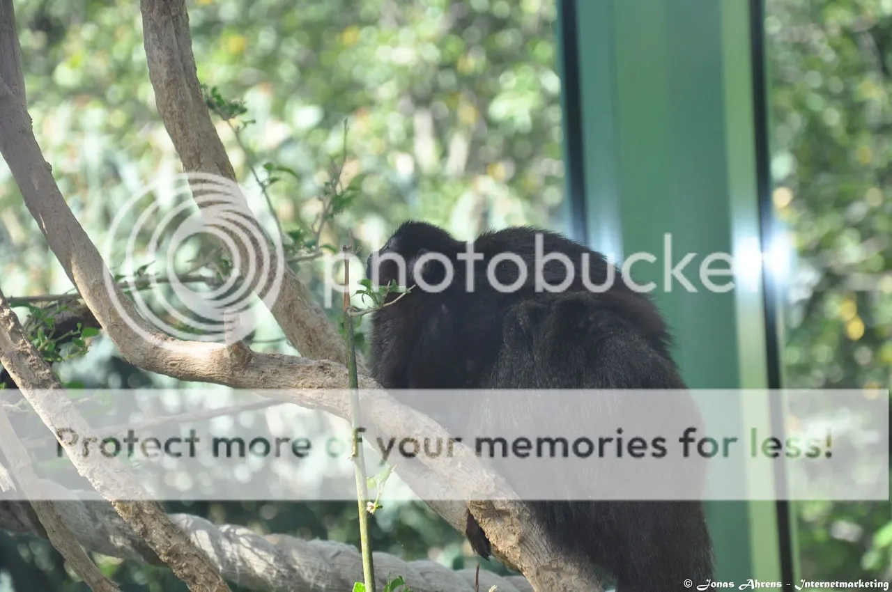 photo apes-in-the-berlin-zoo_14_zpsnqn7c8fs.jpg