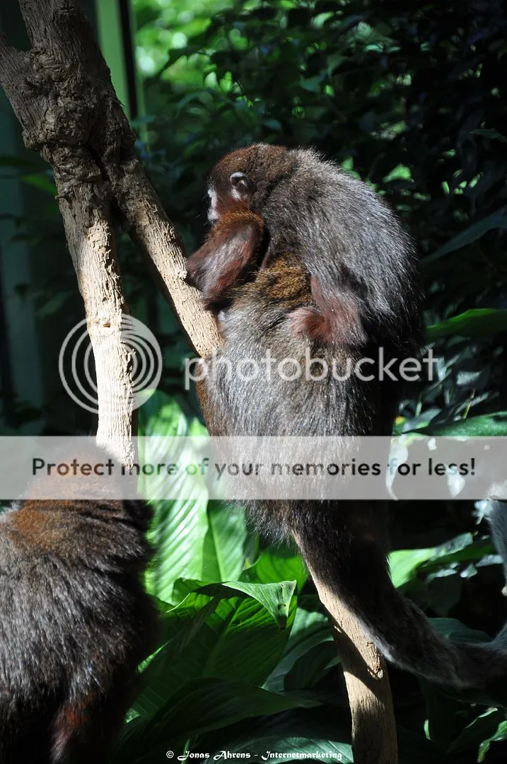 photo apes-in-the-berlin-zoo_15_zpsrtvrw8p1.jpg