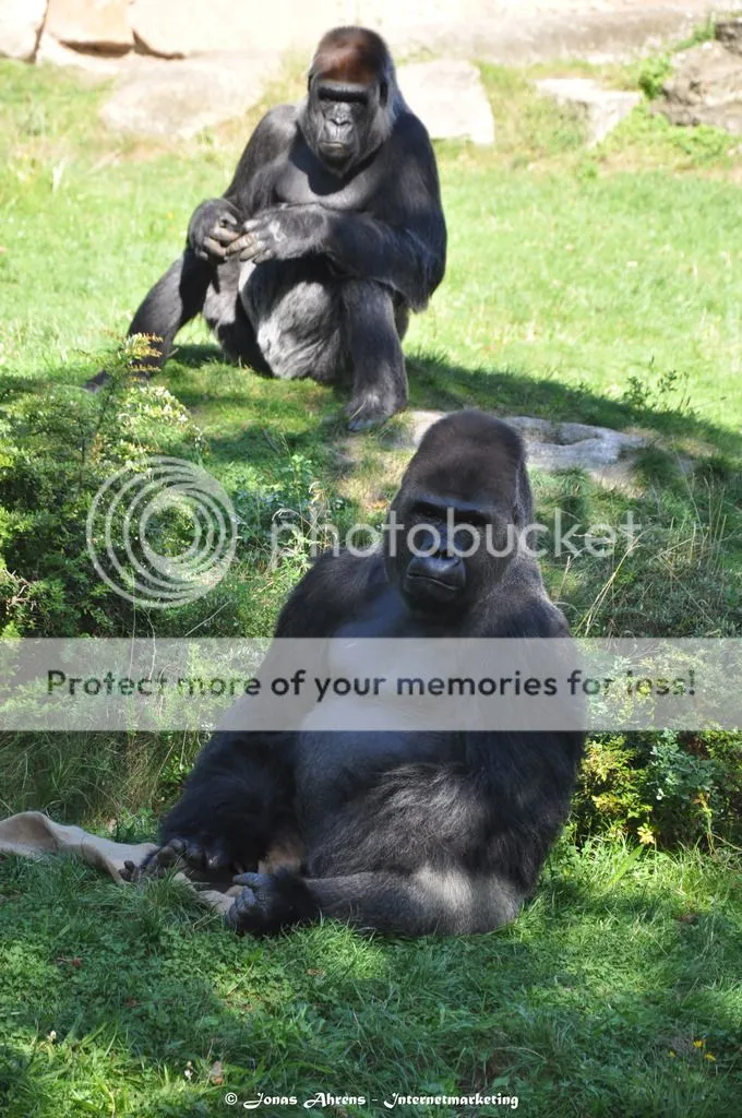 photo apes-in-the-berlin-zoo_18_zpsvrpnx9tr.jpg
