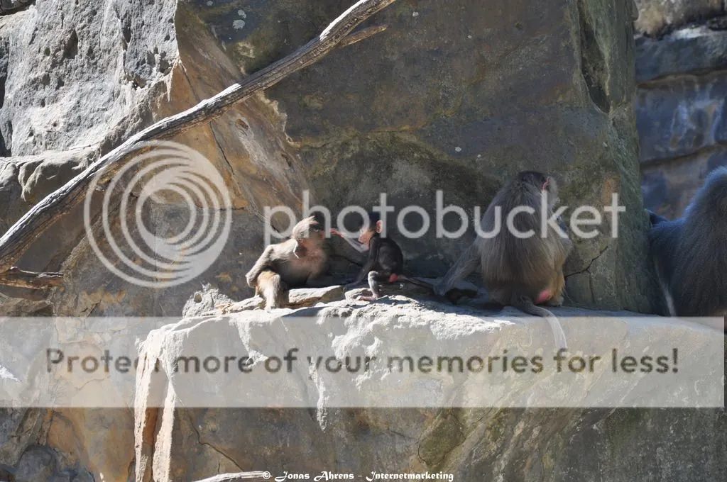 Baboons 3