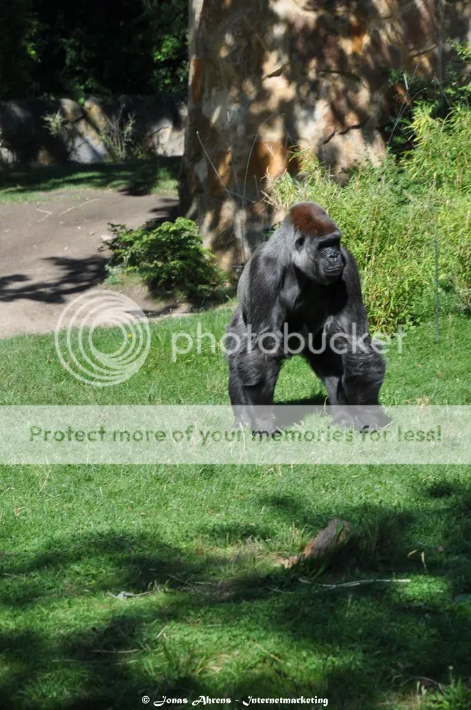 photo apes-in-the-berlin-zoo_30_zpsbhgraxcm.jpg