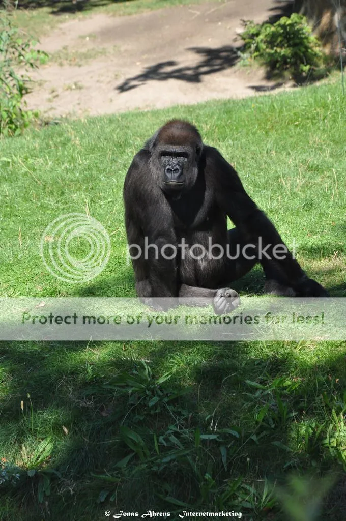 photo apes-in-the-berlin-zoo_31_zps2ieb93ww.jpg