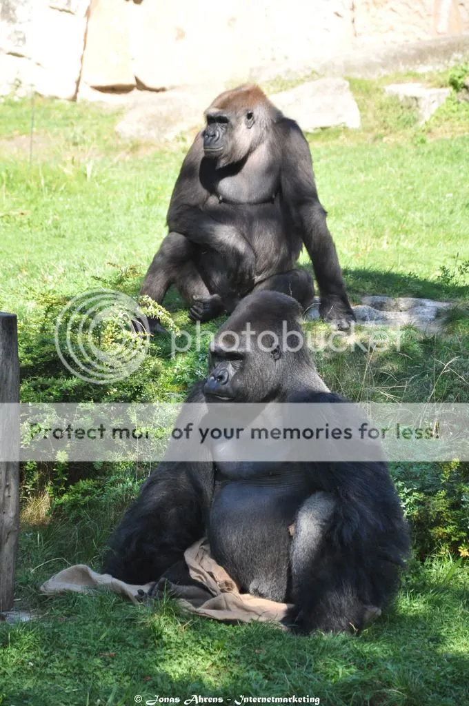 photo apes-in-the-berlin-zoo_33_zpsj4afymrv.jpg