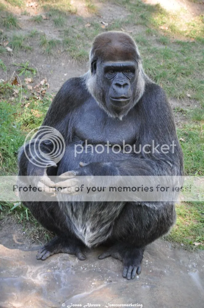 photo apes-in-the-berlin-zoo_36_zpsrzilwxjv.jpg