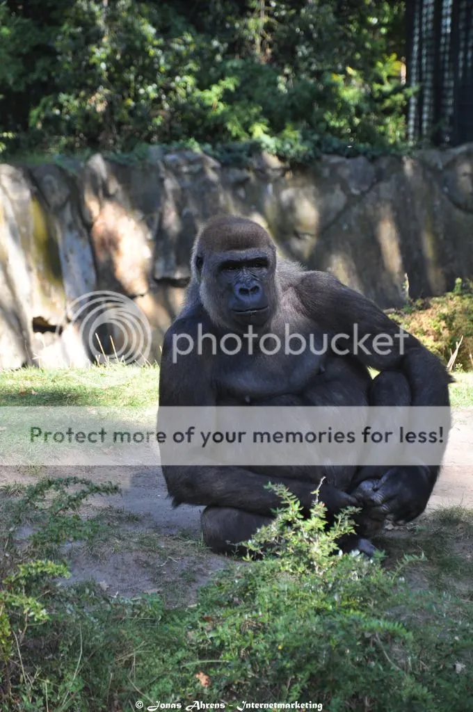 photo apes-in-the-berlin-zoo_40_zpsnxodt748.jpg