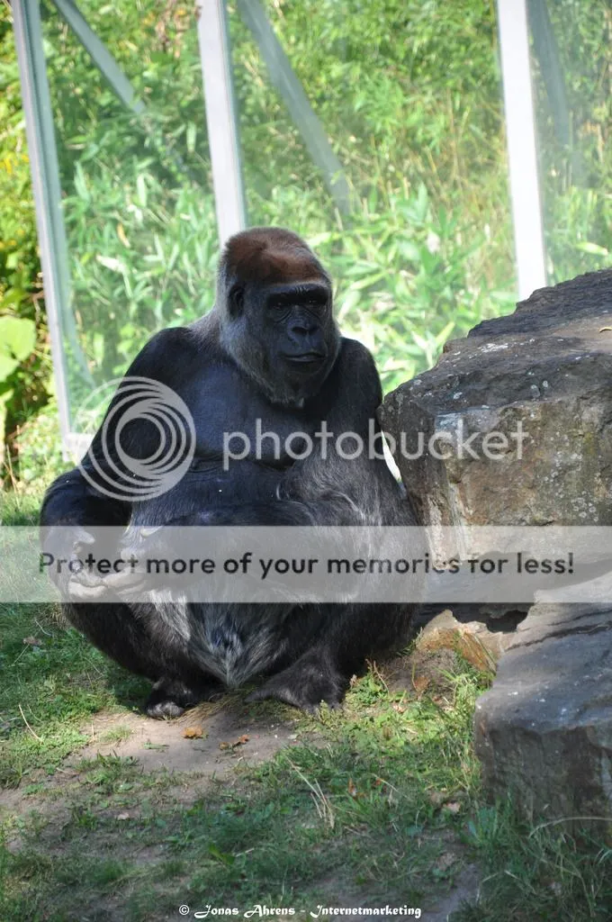 photo apes-in-the-berlin-zoo_41_zpszw0ms7zs.jpg