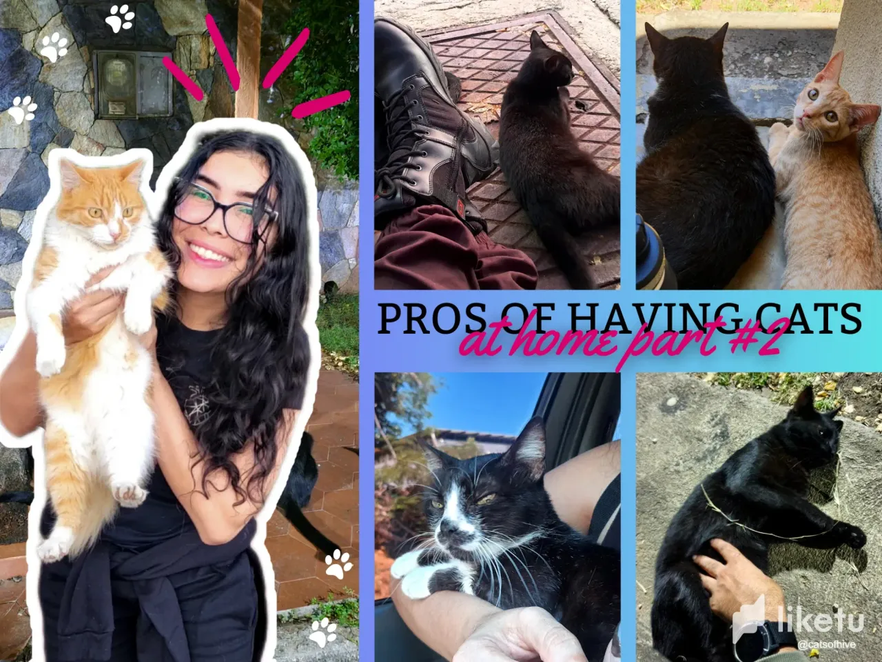 TrB0kBd5jyj0N4ub_collage_catsofhive_1.webp