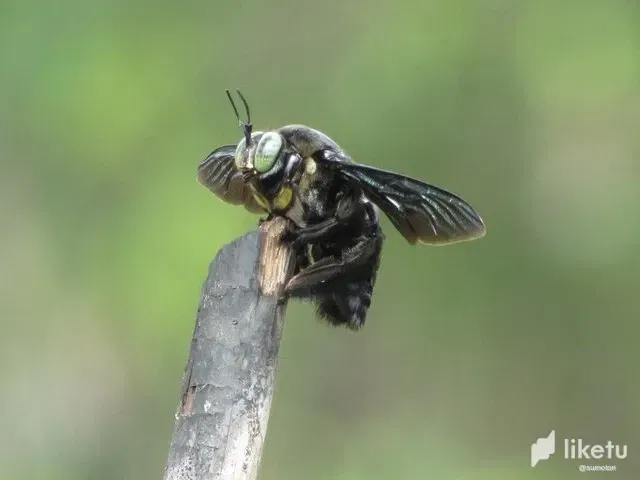 cld09d5d4004y1ssz8luy6iyi_killerflybee.webp