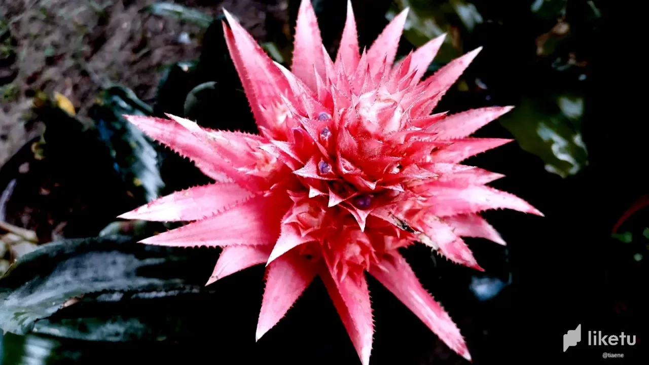 clk43lx5x02ym91sz2tm4am72_bromelia-flor.webp