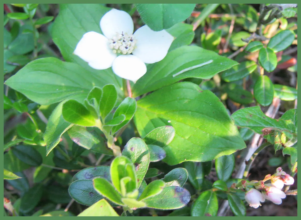 bunch berry and bear berry blossoms.JPG