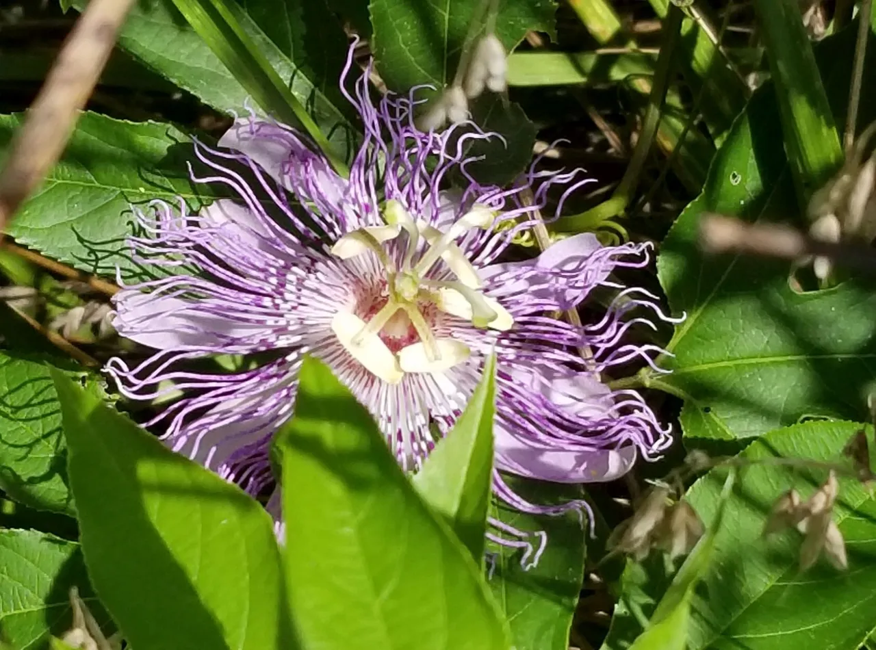 20180806_141642 - Passionflower blossom.jpg