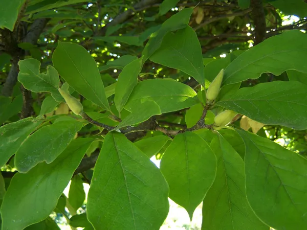 Magnolia - buds crop September 2019.jpg