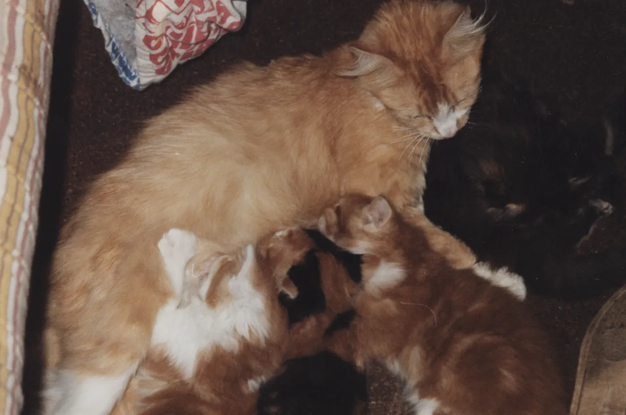 1997-2004 apx Honey & Her Kittens-1.png