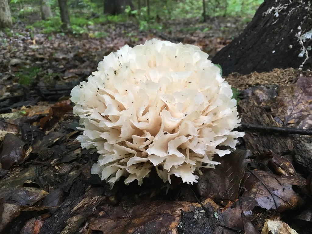 Sparassis Crispa (cauliflower mushroom).jpg