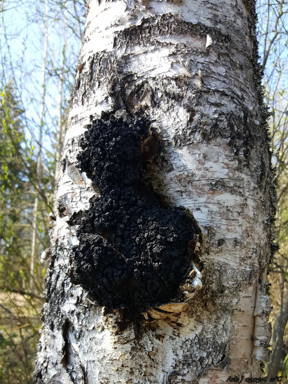 Birch_Caught_^^^_(Chaga_mushroom)_-_panoramio.jpg