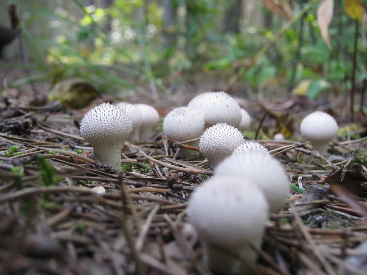 side view of puffball group closeup.JPG