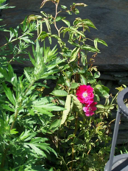 South Herb - rose1 crop June 2019.jpg