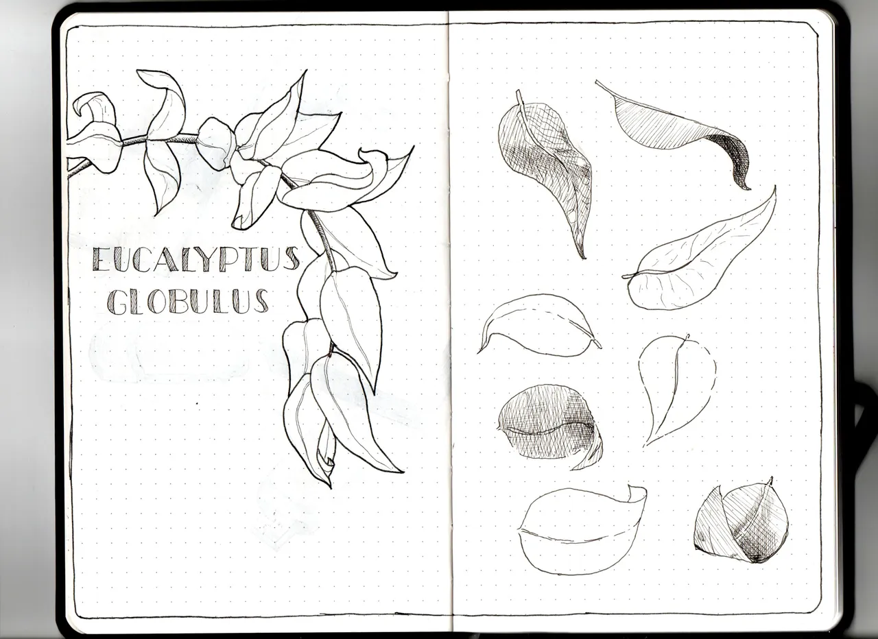 eucalyptus scan.jpg