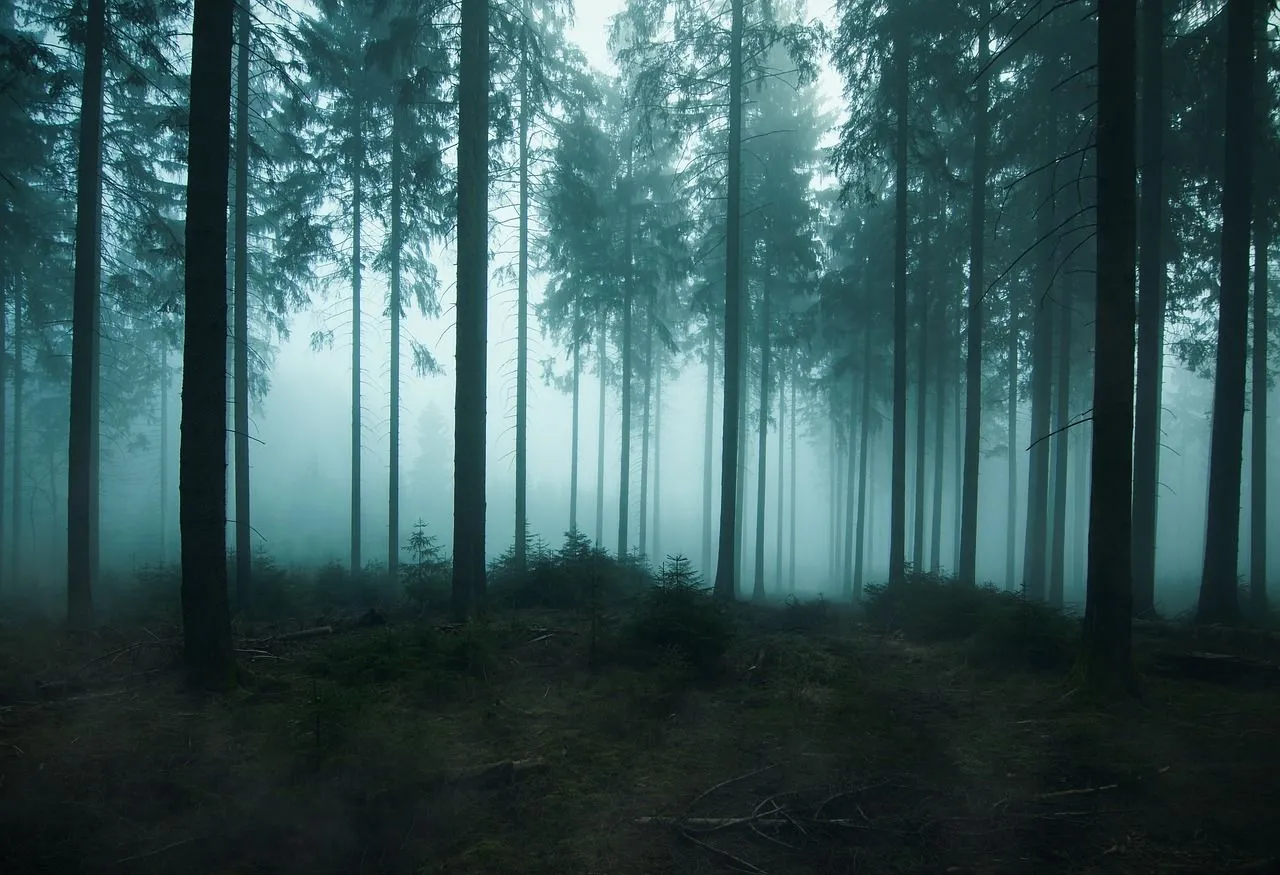 forest-4309913_1280.jpg