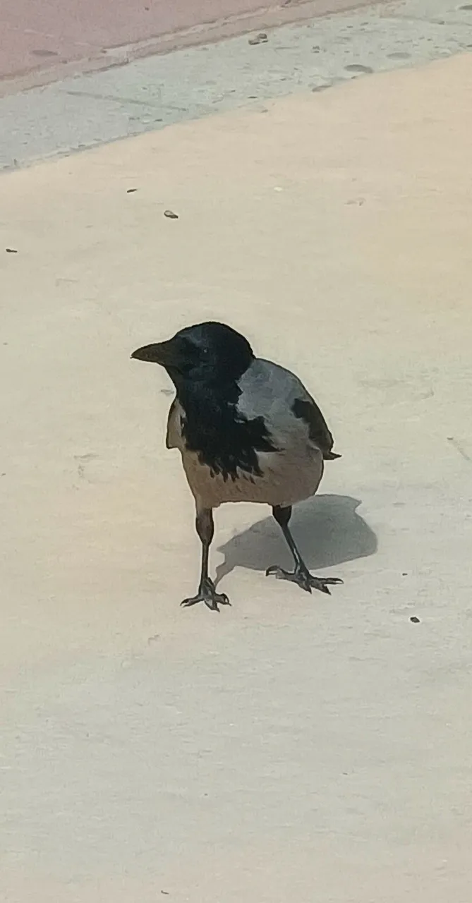 17442018733165227522715855676524.jpg