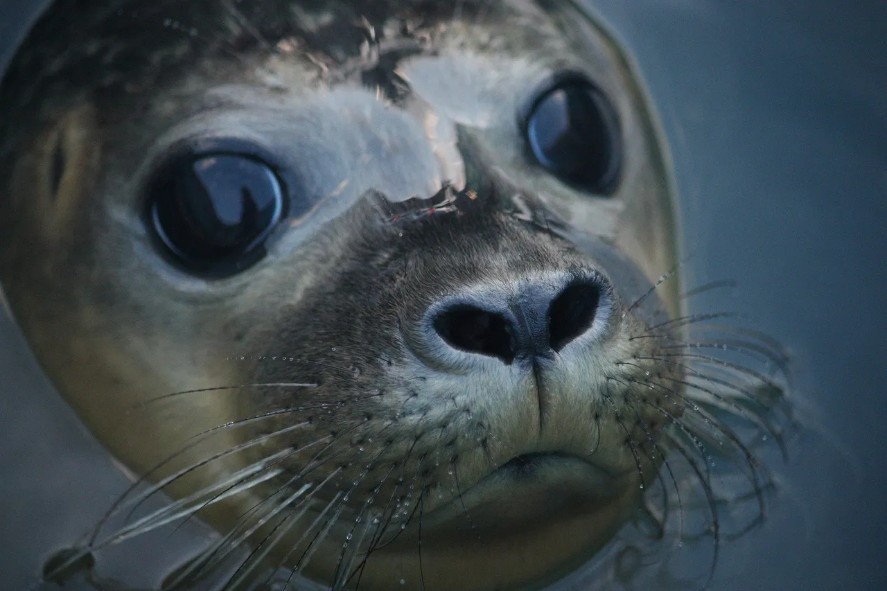 seal-g8b8940ed7_1920.jpg